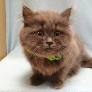 Alternative view of サイベリアン