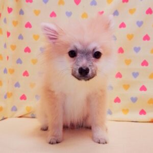 Alternative view of ポメラニアン