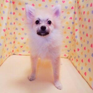 Alternative view of ポメラニアン