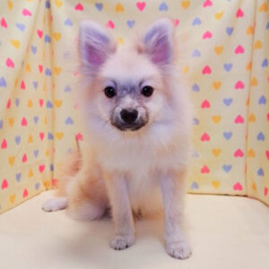 Alternative view of ポメラニアン