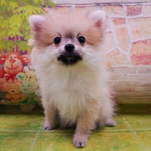 Alternative view of ポメラニアン