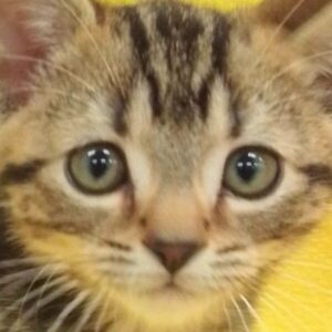 アメリカン・ショートヘアー