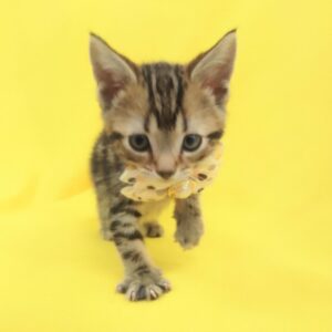 Alternative view of アメリカン・ショートヘアー