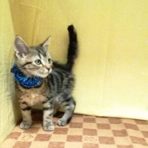 Alternative view of アメリカン・ショートヘアー