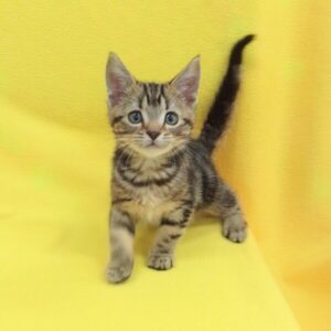 Alternative view of アメリカン・ショートヘアー