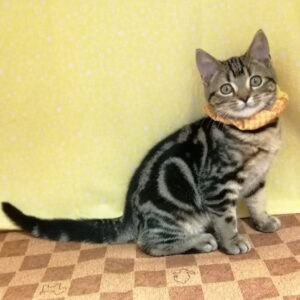 Alternative view of アメリカン・ショートヘアー