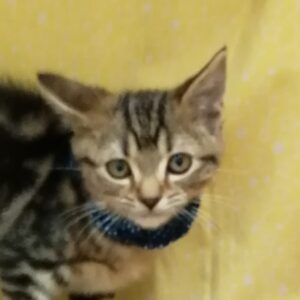 アメリカン・ショートヘアー