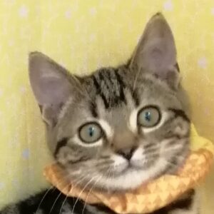 アメリカン・ショートヘアー