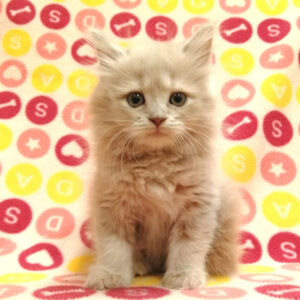 Alternative view of ミヌエット