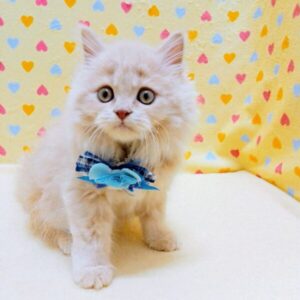 Alternative view of ミヌエット