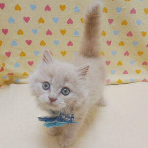 Alternative view of ミヌエット