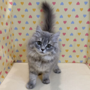 Alternative view of ミヌエット