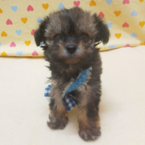 Alternative view of ミックス犬