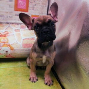 Alternative view of フレンチ・ブルドッグ