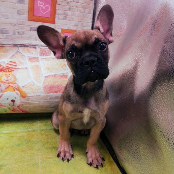 フレンチ・ブルドッグ - 画像 (2)