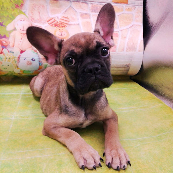 フレンチ・ブルドッグ - 画像 (3)