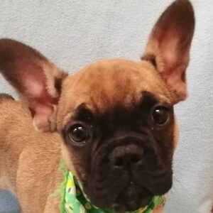 フレンチ・ブルドッグ