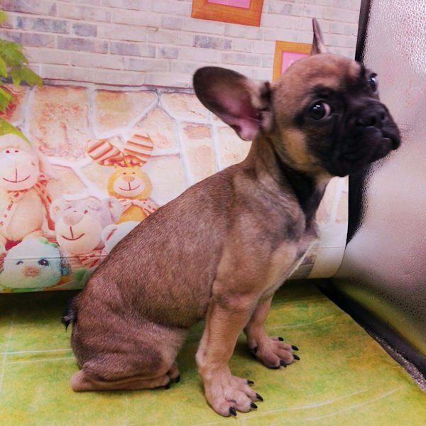 フレンチ・ブルドッグ - 画像 (4)