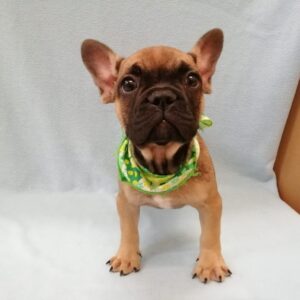 Alternative view of フレンチ・ブルドッグ