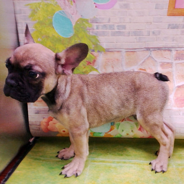 フレンチ・ブルドッグ - 画像 (5)