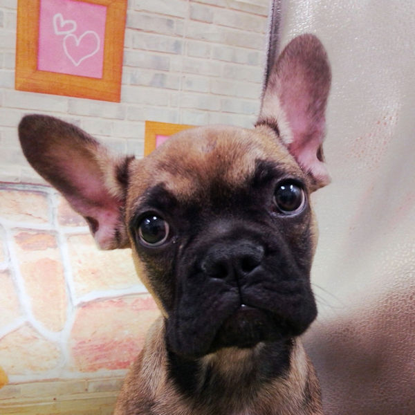 フレンチ・ブルドッグ