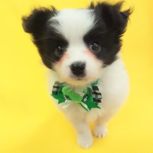 Alternative view of ミックス犬