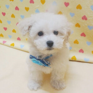 Alternative view of ミックス犬