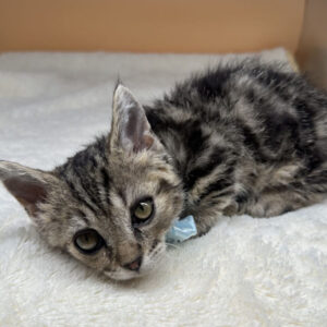 Alternative view of ラムキン