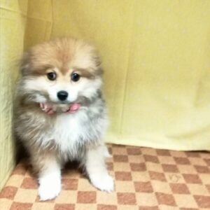 Alternative view of ポメラニアン