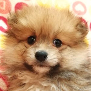 ポメラニアン