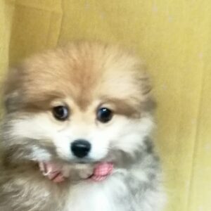 ポメラニアン