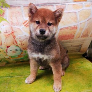 Alternative view of 柴