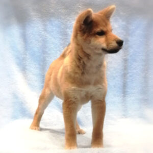 Alternative view of 柴