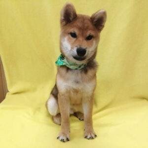 Alternative view of 柴