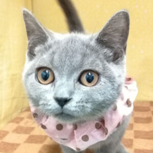 ブリティッシュ・ショートヘアー