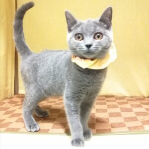 Alternative view of ブリティッシュ・ショートヘアー