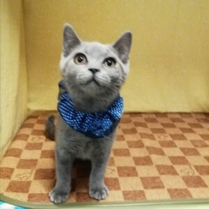 Alternative view of ブリティッシュ・ショートヘアー