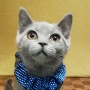 ブリティッシュ・ショートヘアー