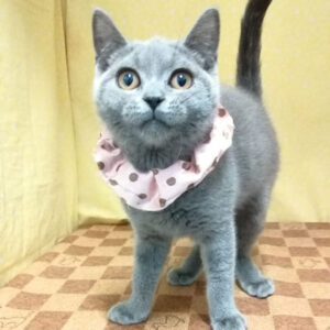 Alternative view of ブリティッシュ・ショートヘアー