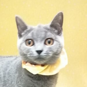 ブリティッシュ・ショートヘアー