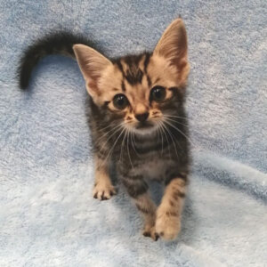 Alternative view of アメリカン・ショートヘアー