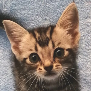 アメリカン・ショートヘアー