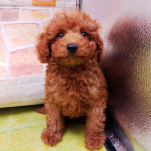 Alternative view of ミックス犬