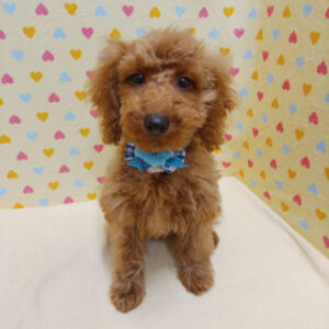 Alternative view of ミックス犬