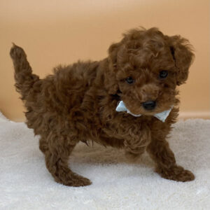 Alternative view of ミックス犬