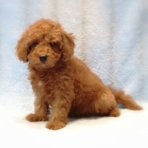 Alternative view of ミックス犬