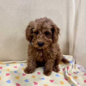 Alternative view of ミックス犬