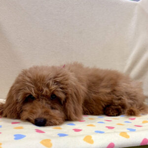 Alternative view of ミックス犬