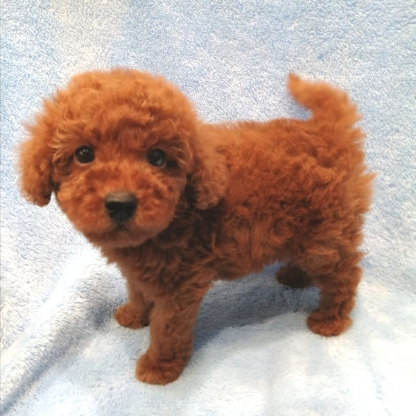 ミックス犬 - 画像 (3)