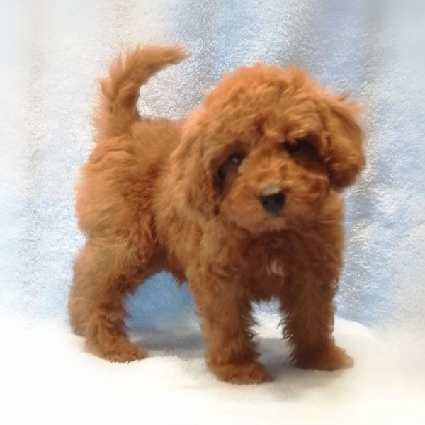 ミックス犬 - 画像 (3)